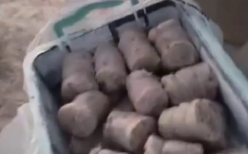 В Намангане опять начали травить уличных собак — видео